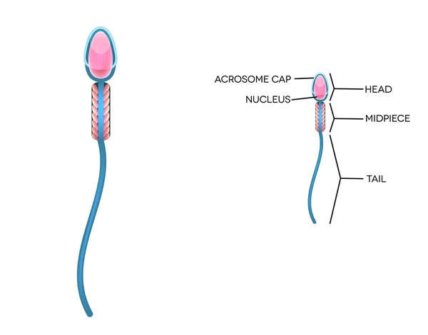 Male sperm detailed diagram — Stock Vector