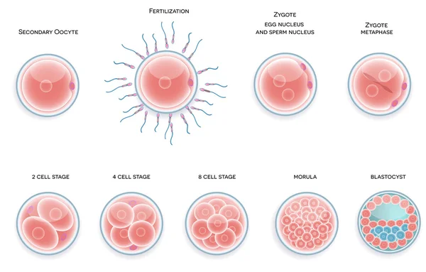 Développement cellulaire fertilisé. Étapes de la fécondation jusqu'à moru — Image vectorielle