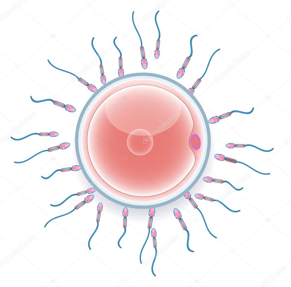 Male sperm fertilize female egg. Colorful medical illustration.