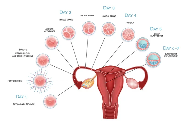 Embryots utveckling. sekundära äggcell ägglossning, befruktning en — Stock vektor