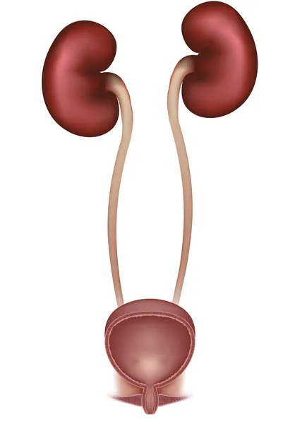 Мочевыделительная система — стоковый вектор