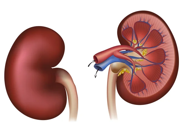 Normal human kidney and cross section of the kidney, blood suppl — Stock Vector