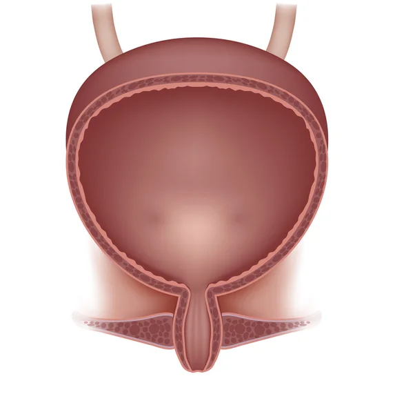 Female urinary bladder illustration, detailed anatomy. — Stock Illustration Female urinary bladder illustration, detailed anatomy. Stock Vector