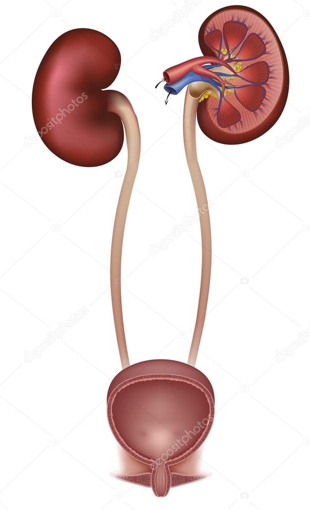 Female urinary bladder and kidneys, cross section