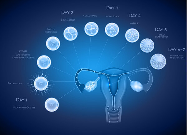 Embryo development abstract blue background