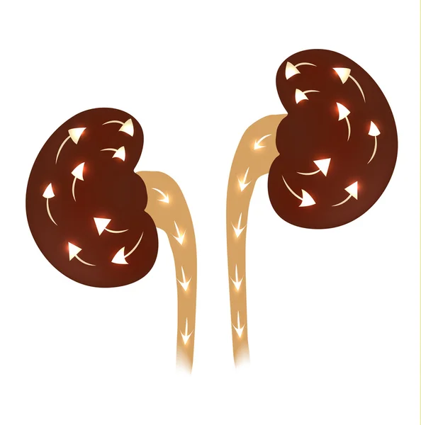 Kidneys — Stock Vector