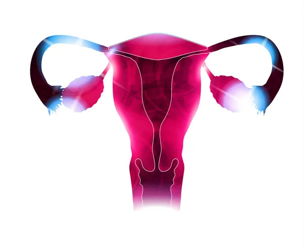 Womb beautiful bright design. Reproductive organs, bright colors — Stock Vector