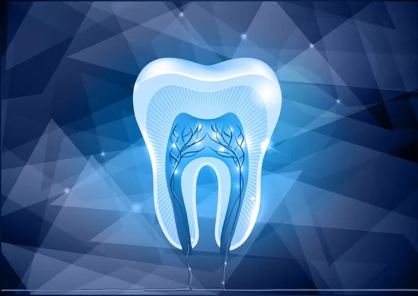 Design della sezione trasversale del dente — Vettoriale Stock