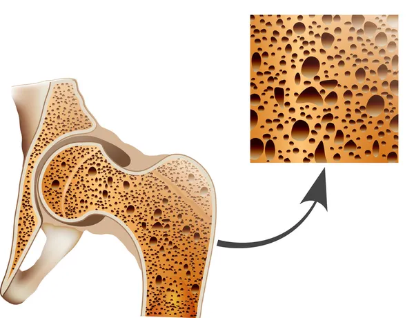 Anatomia ossea umana . — Vettoriale Stock