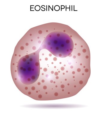 Human white blood cell Eosinophil clipart