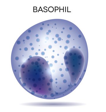 Human white  blood cell Basophil clipart