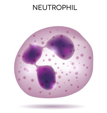 Human white  blood cell Neutrophil clipart