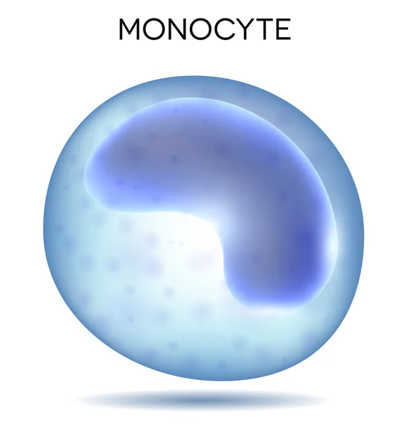 Menselijke bloedcellen monocyt — Stockvector