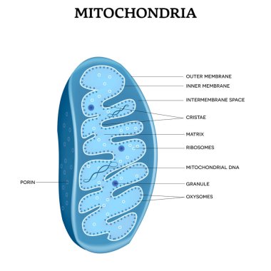 Mitochondria close up structure detailed illustration on a white background