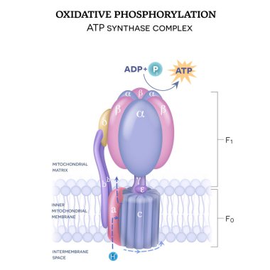 The ATP synthase structure (complex V) consists of two components F0 and F1. The formation of ATP using adenosine diphosphate (ADP) and inorganic phosphate (Pi)