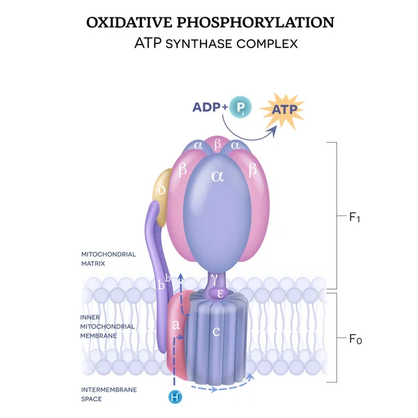 Atp Synthase Structure Complex Consists Two Components Formation Atp Using — 图库矢量图片