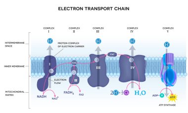 An electron transport chain. Oxidative phosphorylation, the final stage of cellular respiration.  It occurs in the inner mitochondrial membrane in eukaryotes clipart