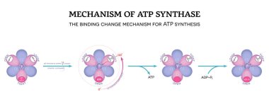 Mechanism of ATP synthase. The binding change mechanism for ATP synthesis.  120-degree rotation of gamma () subunit counter-clockwise.