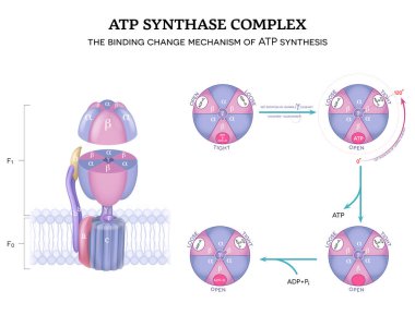 ATP synthase complex structure and mechanism of ATP synthase. The binding change mechanism. 120-degree rotation of gamma subunit counter-clockwise.  clipart
