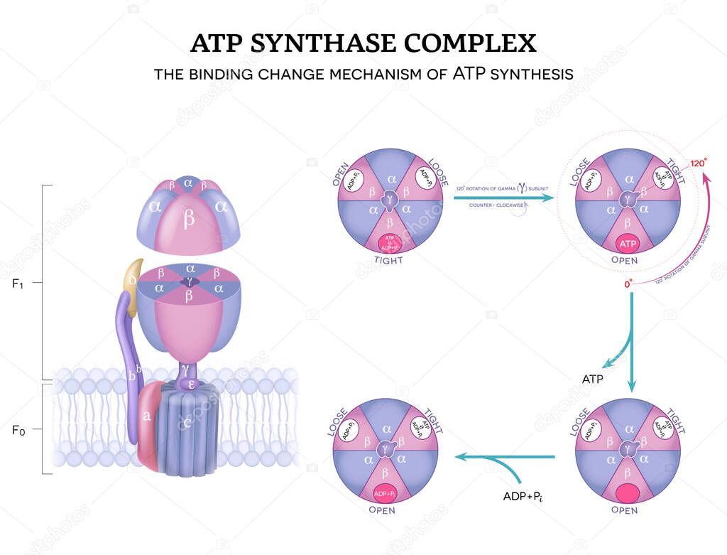 ATP synthase complex structure and mechanism of ATP synthase. The binding change mechanism. 120-degree rotation of gamma subunit counter-clockwise. 