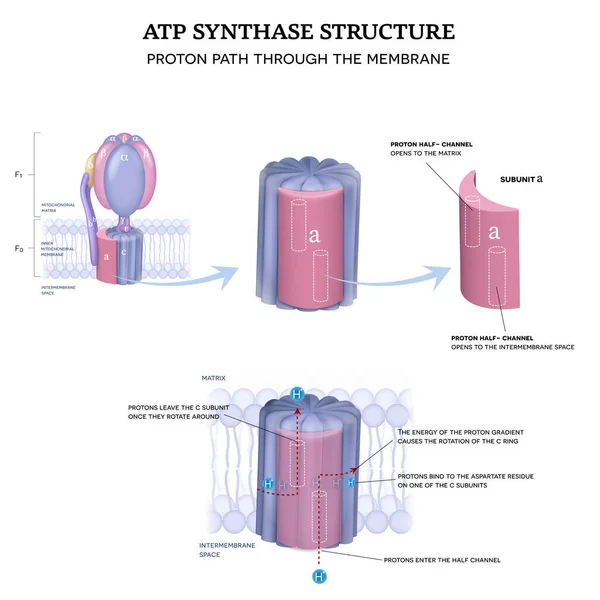 Atp Synthase Structure Proton Path Inner Mitochondrial Membrane — Stock Vector