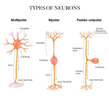 Types of neurons- multipolar, pseudounipolar, bipolar - structure anatomy colorful illustration.  clipart