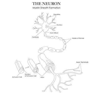 Nöron anatomisi ve miyelin kılıfı siyah beyaz çizgi çizgisi çizimi oluşturur. Renklendirme ve nöron yapısını öğrenmek için çalışma tablosu olarak kullanılabilir