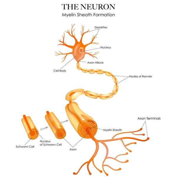 白い背景にカラフルな神経解剖学とミエリン鞘の形成 — ストックベクタ