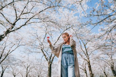 Baharda doğanın tadını çıkaran genç bir kadın. Kiraz ağaçlarının altında bir bardak şarapla piknik. Kadınlar hayatın ve çiçek açmış kiraz ağaçlarının olduğu güzel bir parkın tadını çıkarırlar. Mutluluk kavramı