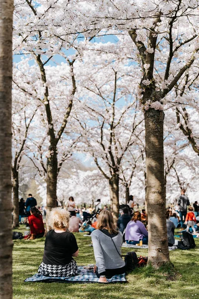 Family Friends People Having Picnic Sakura Trees Pastime Family Park — стоковое фото