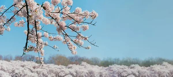 Spring Banner Branches Blossoming Cherry Sakura Blue Sky Outdoors Background — стоковое фото