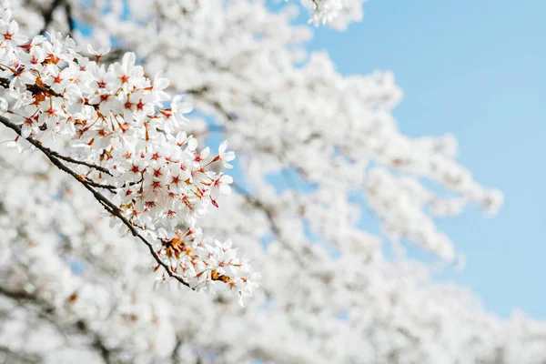 Blooming Sakura White Flowers Spring Cherry Blossom Branches Blue Sky — стоковое фото