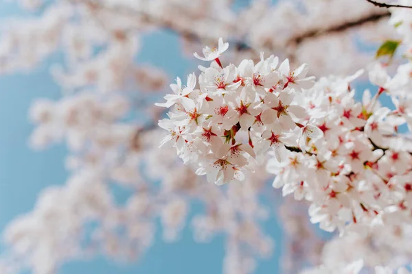 春花背景 开着花的樱花 春天开着白花 樱花在蓝天的映衬下绽放 樱花节 — 图库照片