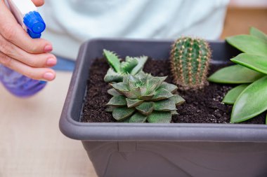 Bir kadın sprey şişesindeki tozdan sulu yapraklar püskürtür. Ev bitkisi bakımı, kapalı bahçe evi konsepti, çöl bitkileri ve sulu bitkilerle ilgilenmek..