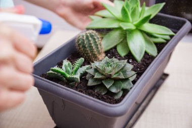 Bir kadın sprey şişesindeki tozdan sulu yapraklar püskürtür. Ev bitkisi bakımı, kapalı bahçe evi konsepti, çöl bitkileri ve sulu bitkilerle ilgilenmek..