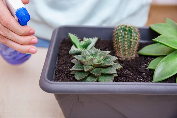 Bir kadın sprey şişesindeki tozdan sulu yapraklar püskürtür. Ev bitkisi bakımı, kapalı bahçe evi konsepti, çöl bitkileri ve sulu bitkilerle ilgilenmek..
