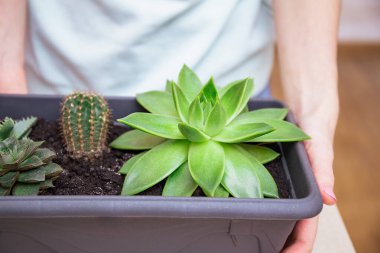 Kadın sprey şişesindeki tozdan sulu yapraklar püskürtüyor. Ev bitkisi bakımı, kapalı bahçe evi konsepti, çöl bitkileri ve sulu bitkilerle ilgilenmek..