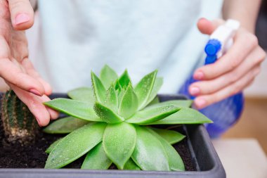 Kadın sprey şişesindeki tozdan sulu yapraklar püskürtüyor. Ev bitkisi bakımı, kapalı bahçe evi konsepti, çöl bitkileri ve sulu bitkilerle ilgilenmek..