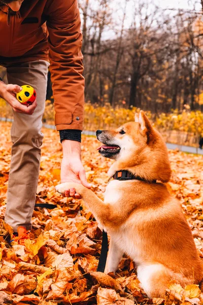 Owner training dog in park teaches new tricks and commands give a paw. Akita Inu dog breed. Happy puppy playing outside. Dog behaviour, playing dog and training pet concept.