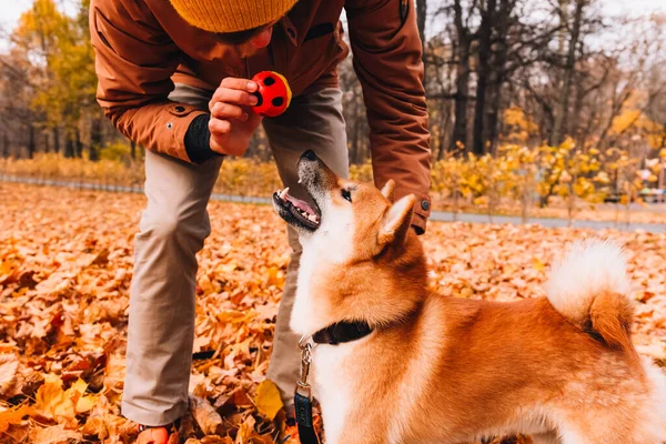 Owner training dog in park teaches new tricks and commands to wait and drop it. Akita Inu dog breed. Happy puppy playing ball game outside. Dog behaviour, playing dog and training pet concept.