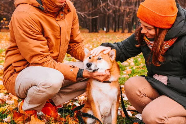 Family lovingly petting dog on head. Sincere friendship with pet. Owners walk the dog in the park and patting it . Akita Inu breed. Mental health and stress relieve by pet. People hug dog.