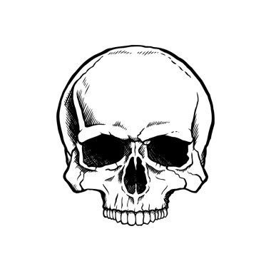 Black and white human skull