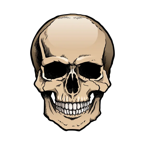 Crânio humano colorido com mandíbula —  Vetores de Stock