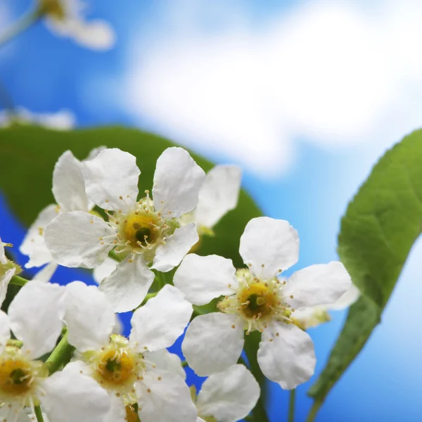 Printemps fleur sur ciel beckground — Photo