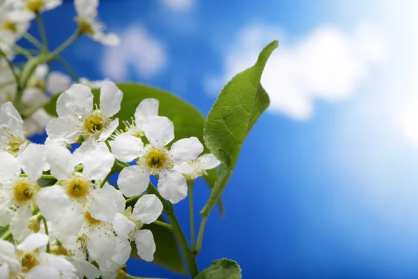 空 beckground の春の花 — ストック写真