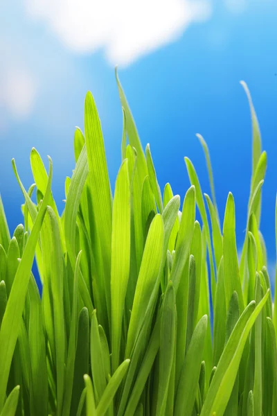 Зеленая трава на фоне неба — стоковое фото