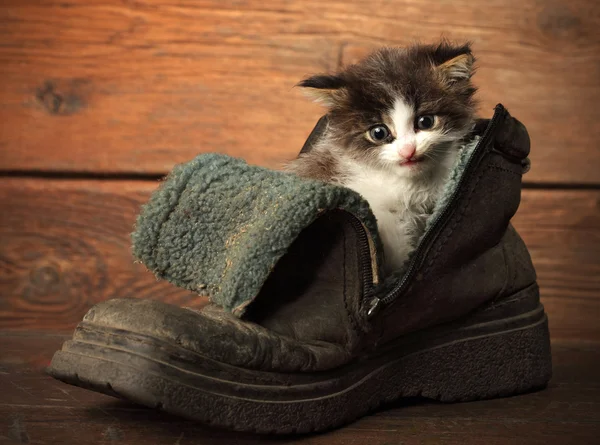 Mladí kotě staré boty — Stock fotografie