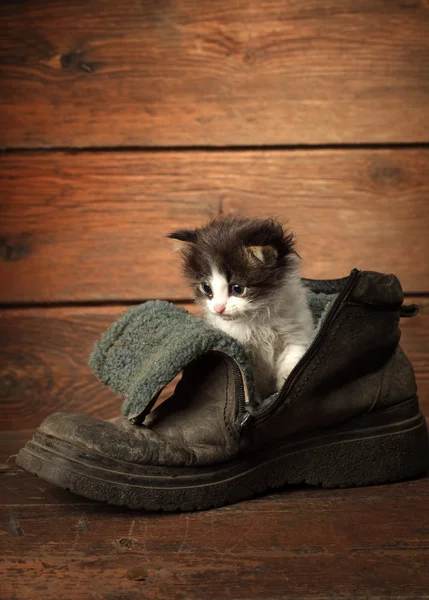 Young kitten in old boot — Stock Photo, Image