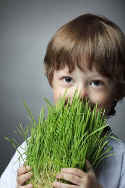 rode overblijvende daisy flower hoofd met gele center geïsoleerd