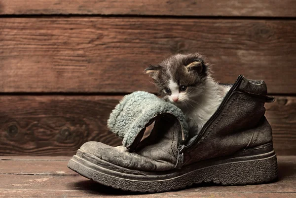 Gatito joven en bota vieja — Foto de Stock